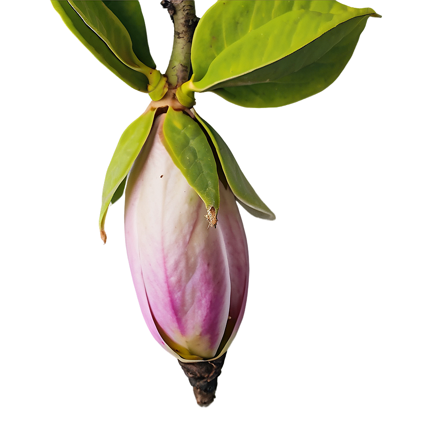 Time-lapse Magnolia Bud Png 06252024 PNG