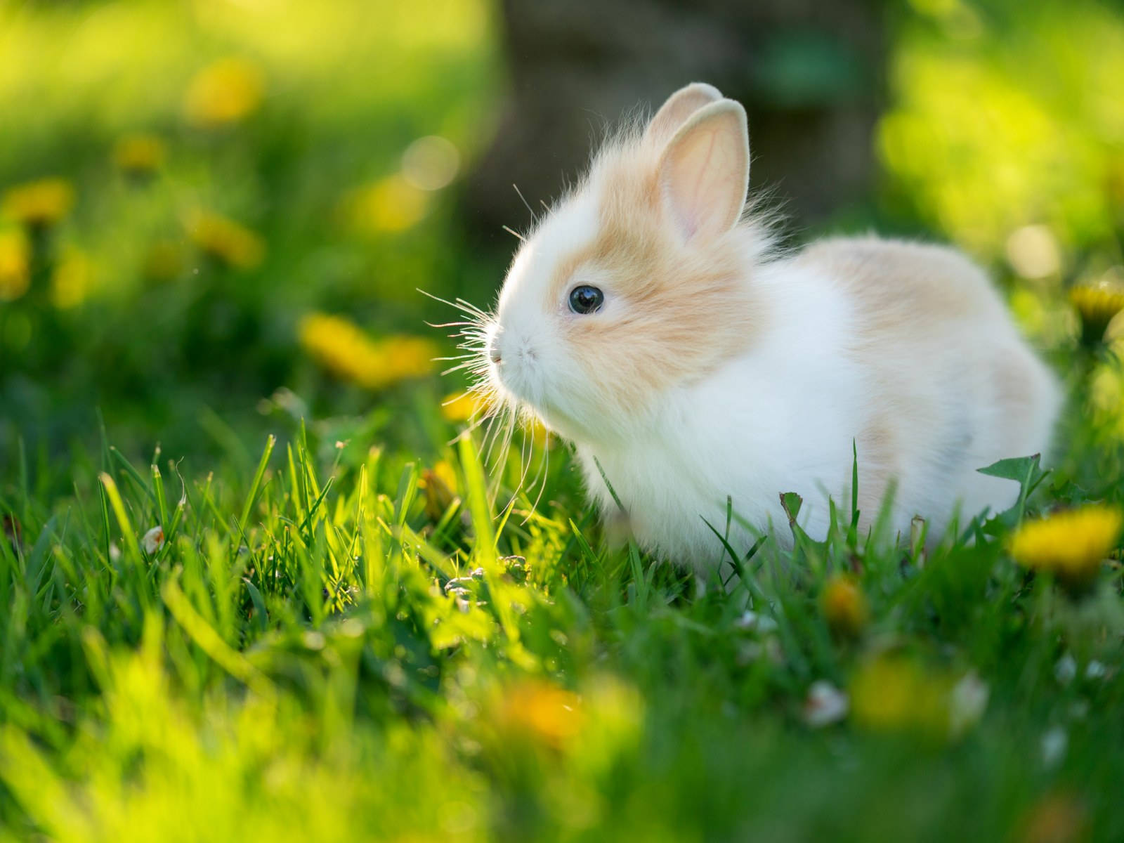 Små og fluffy baby kanin hoppe på bløde klumper af græs Wallpaper