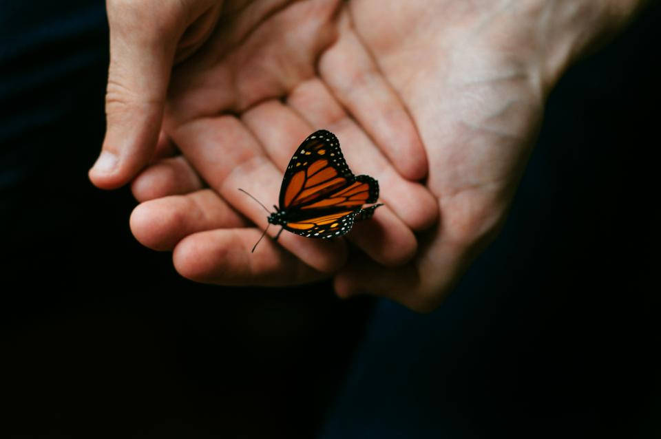 Winzigerschöner Schmetterling Auf Der Hand Wallpaper