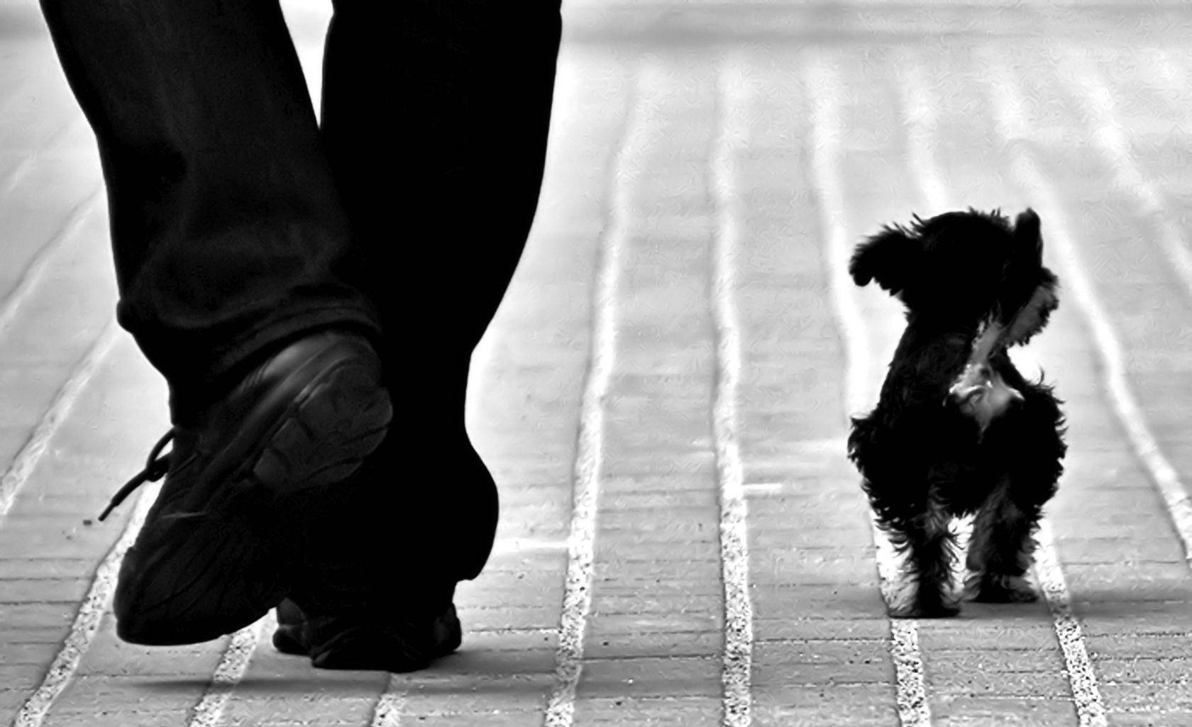 Tiny Black And White Dog Beside Human Wallpaper