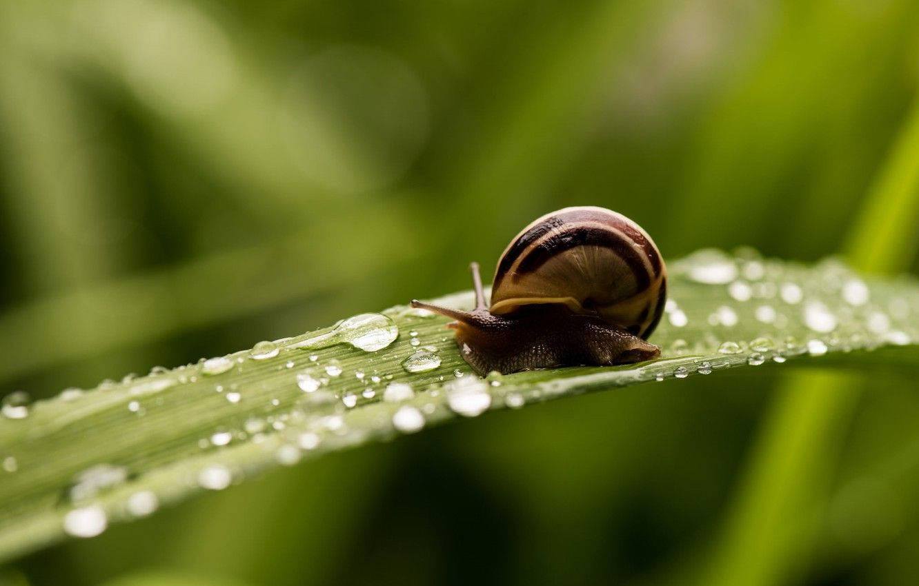 Tiny Brown Snails Wallpaper