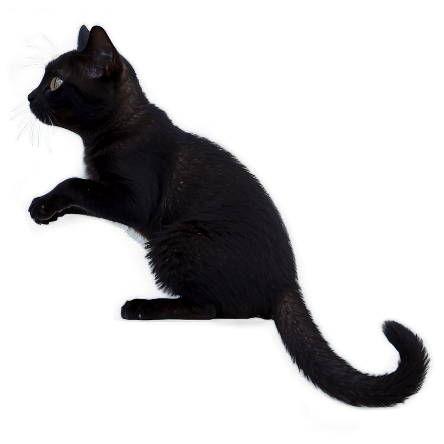 Tiny Cat Meme Png 05212024 PNG