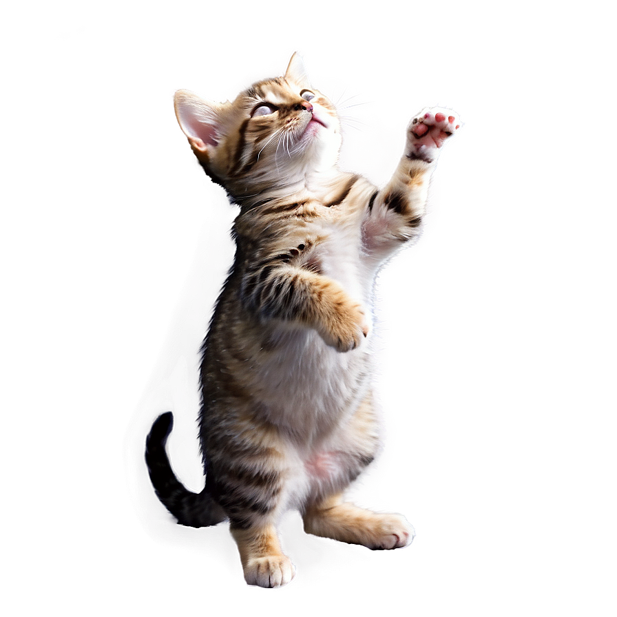 Tiny Cat Meme Png Cpb46 PNG