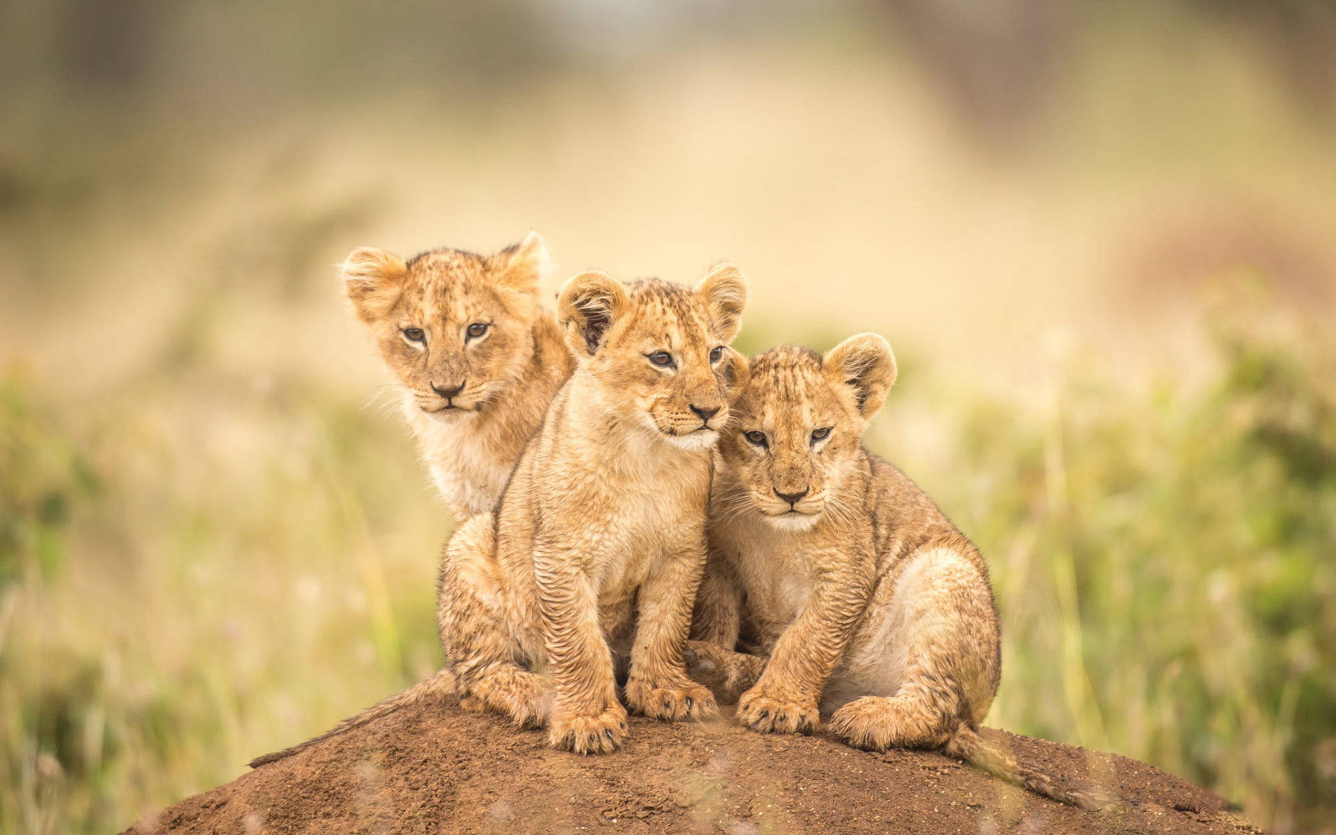 Tiny Cubs Lion Laptop Wallpaper