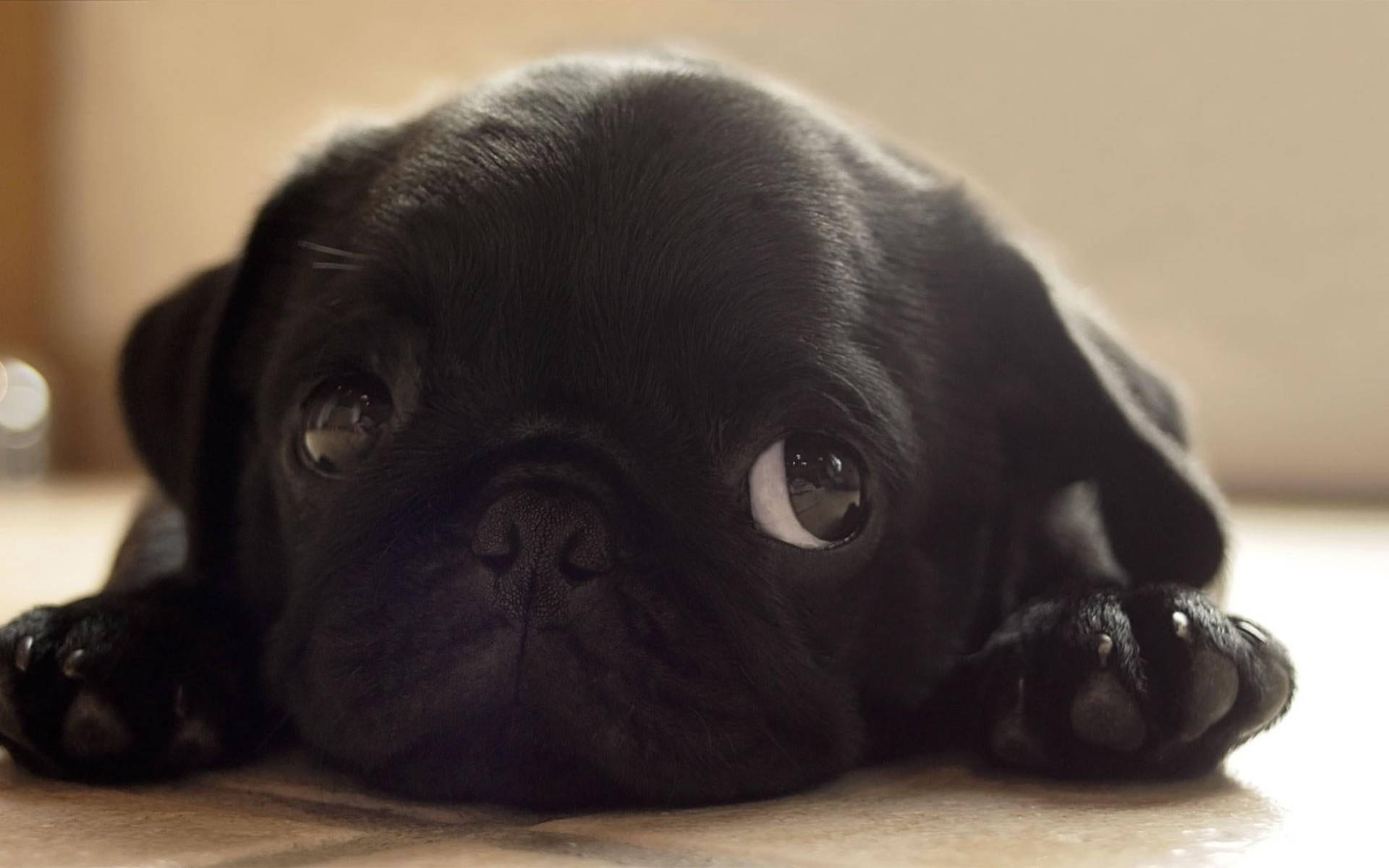 Tiny Cute Black Puppy Wallpaper