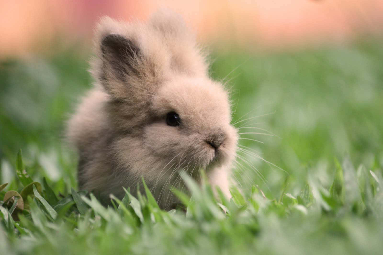 Tiny Cute Bunny Picture