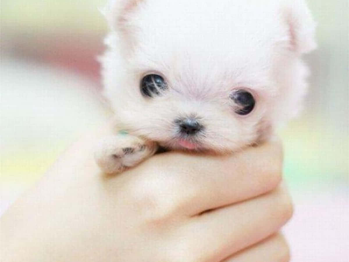 Tiny Cute Dog Picture