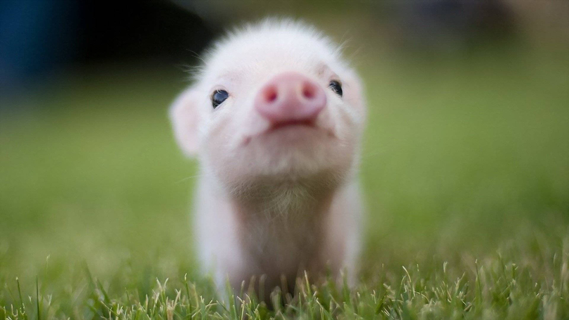 Tiny Cute Pig Background