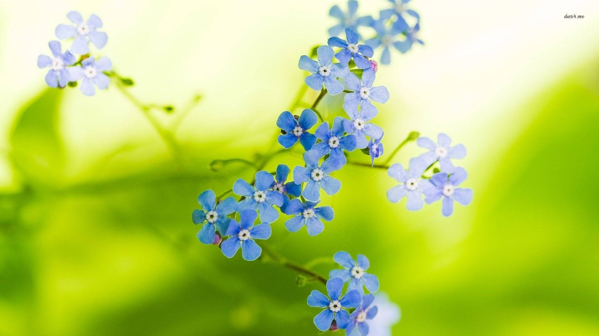 Tiny Forget Me Not Flowers Wallpaper