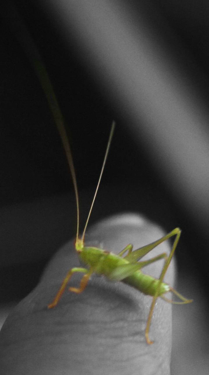 Tiny Green Grasshopper Wallpaper