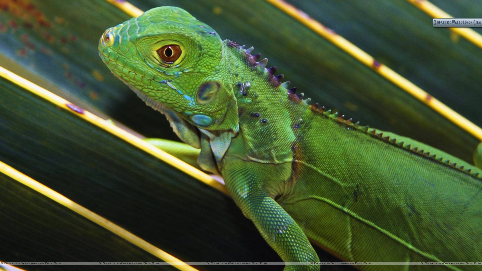 Vibrant Green Iguana Lounging in its Natural Habitat Wallpaper