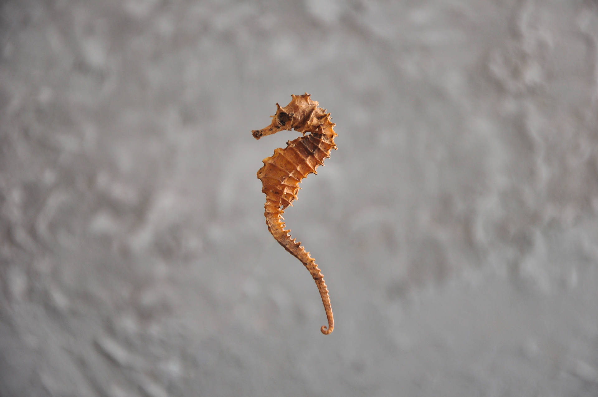 Tiny Orange Seahorse Wallpaper