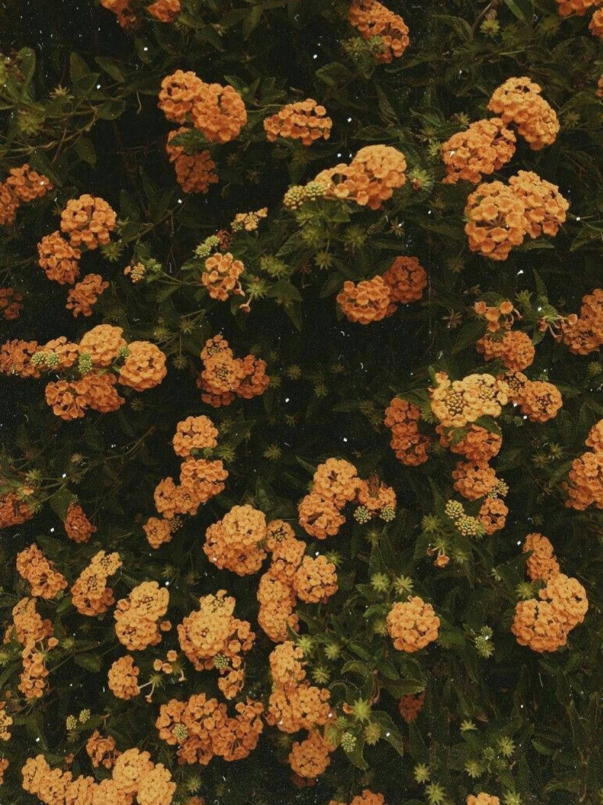 Tiny Orange Vintage Flower Aesthetic Background
