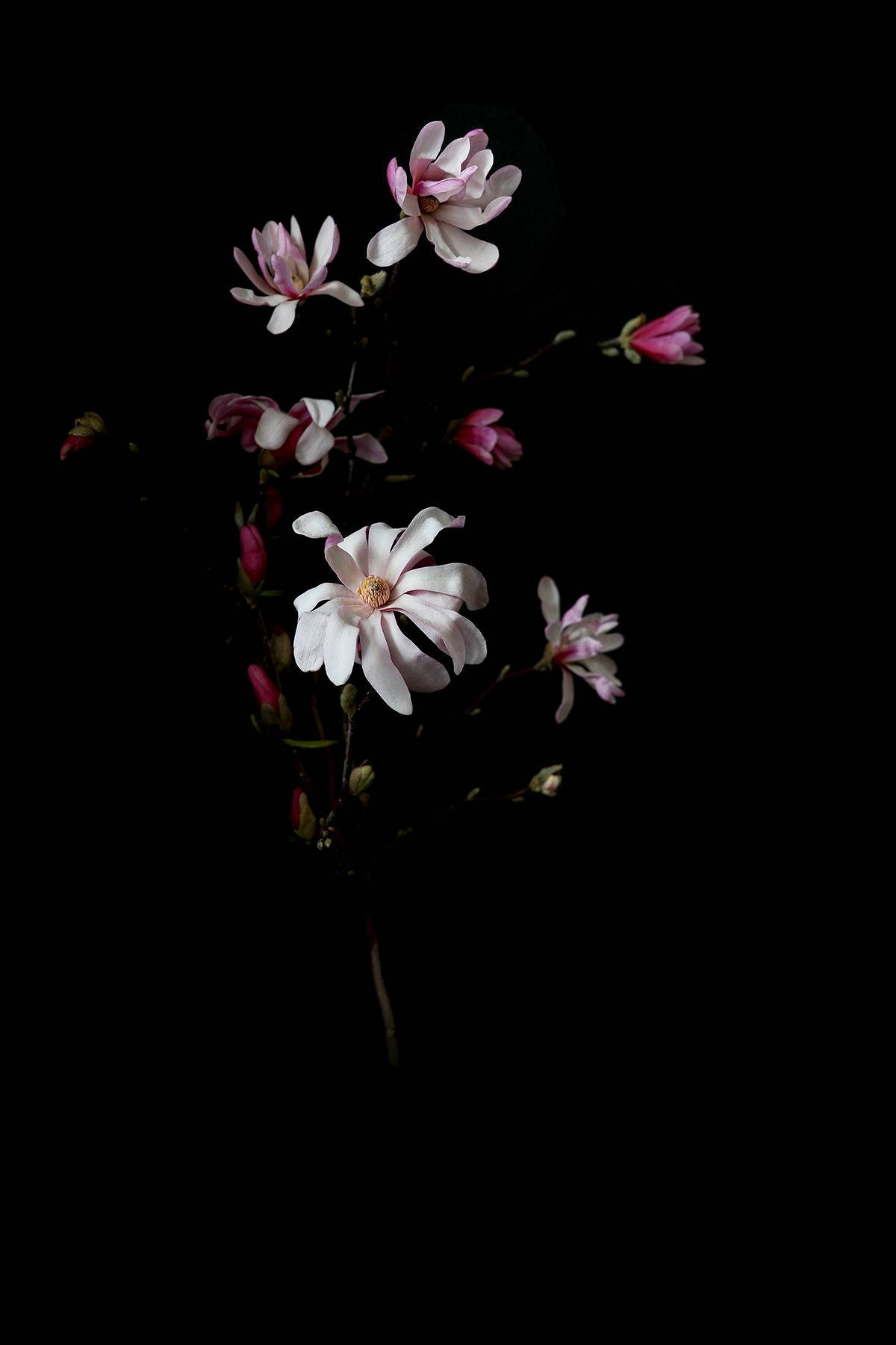 Florespequeñas Rosas Y Blancas En Alta Definición Y Fondo Oscuro. Fondo de pantalla