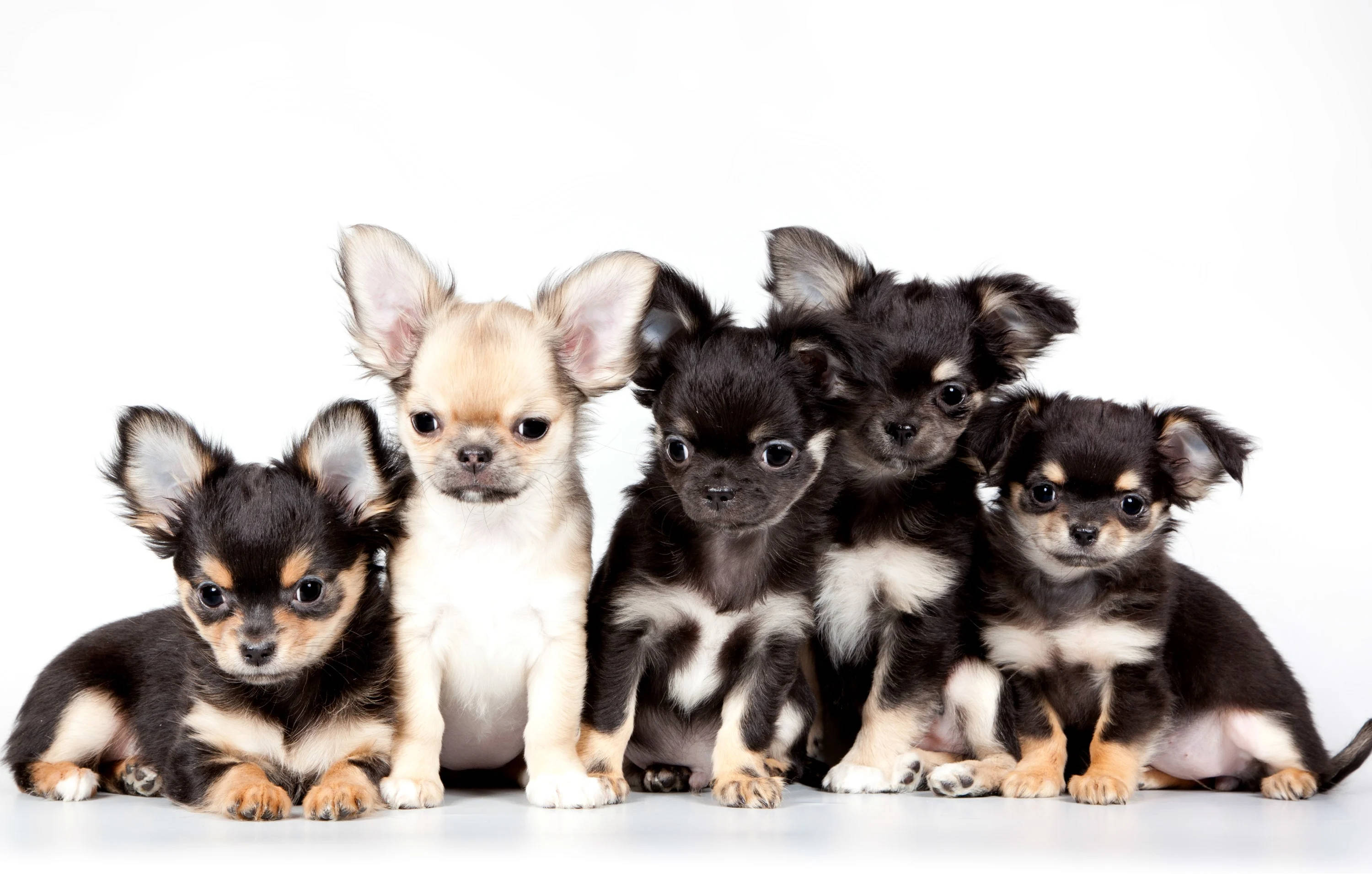 Tiny Puppy Dogs In White Wallpaper