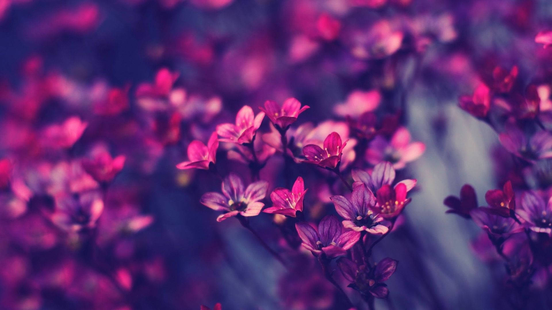 Tiny Purple Dark Hd Flowers Wallpaper