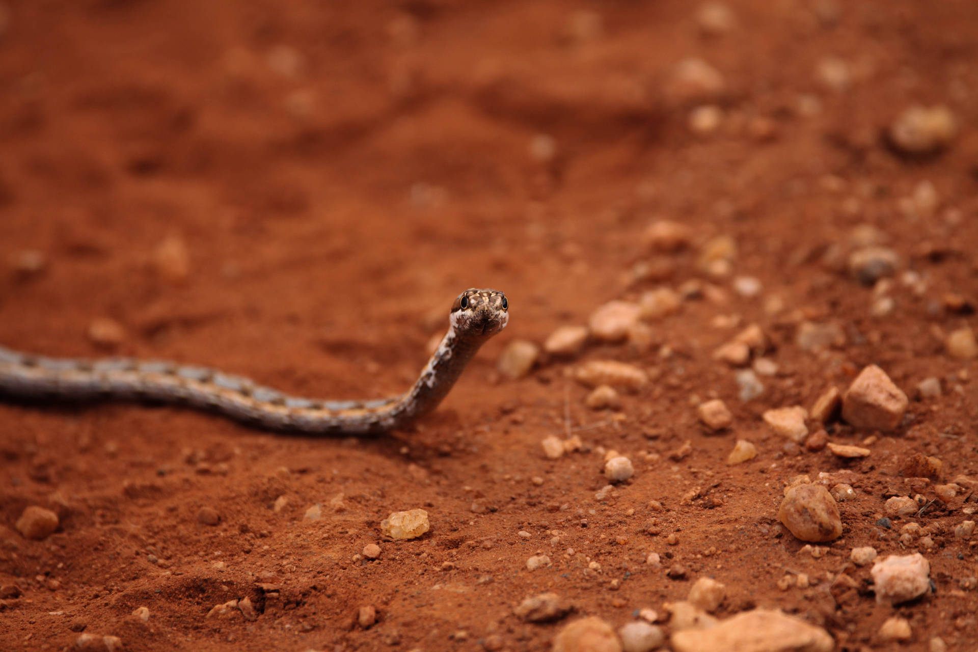 Tiny Snake Crawling Awesome Animal Wallpaper