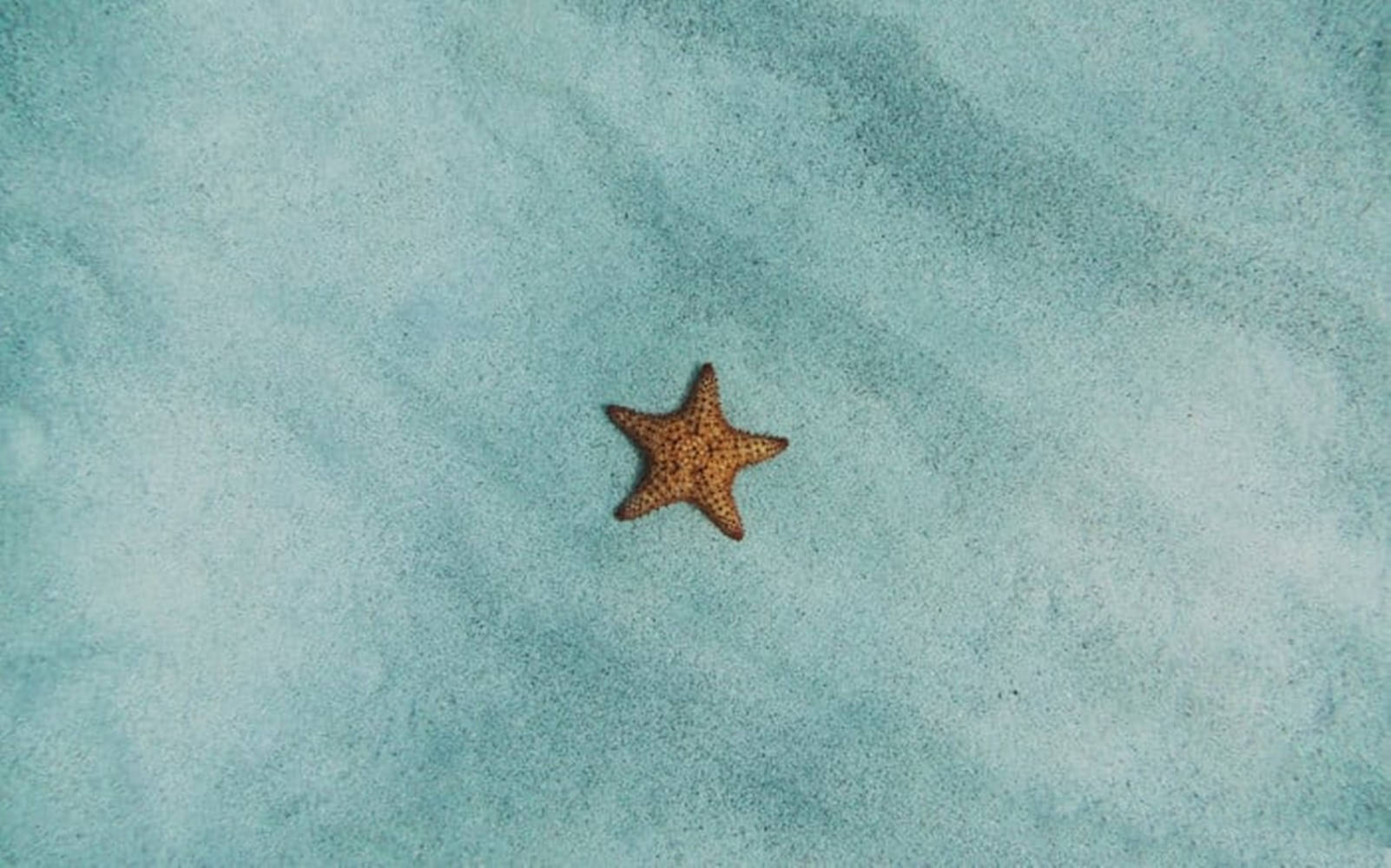 Tiny Starfish In The Sea Wallpaper