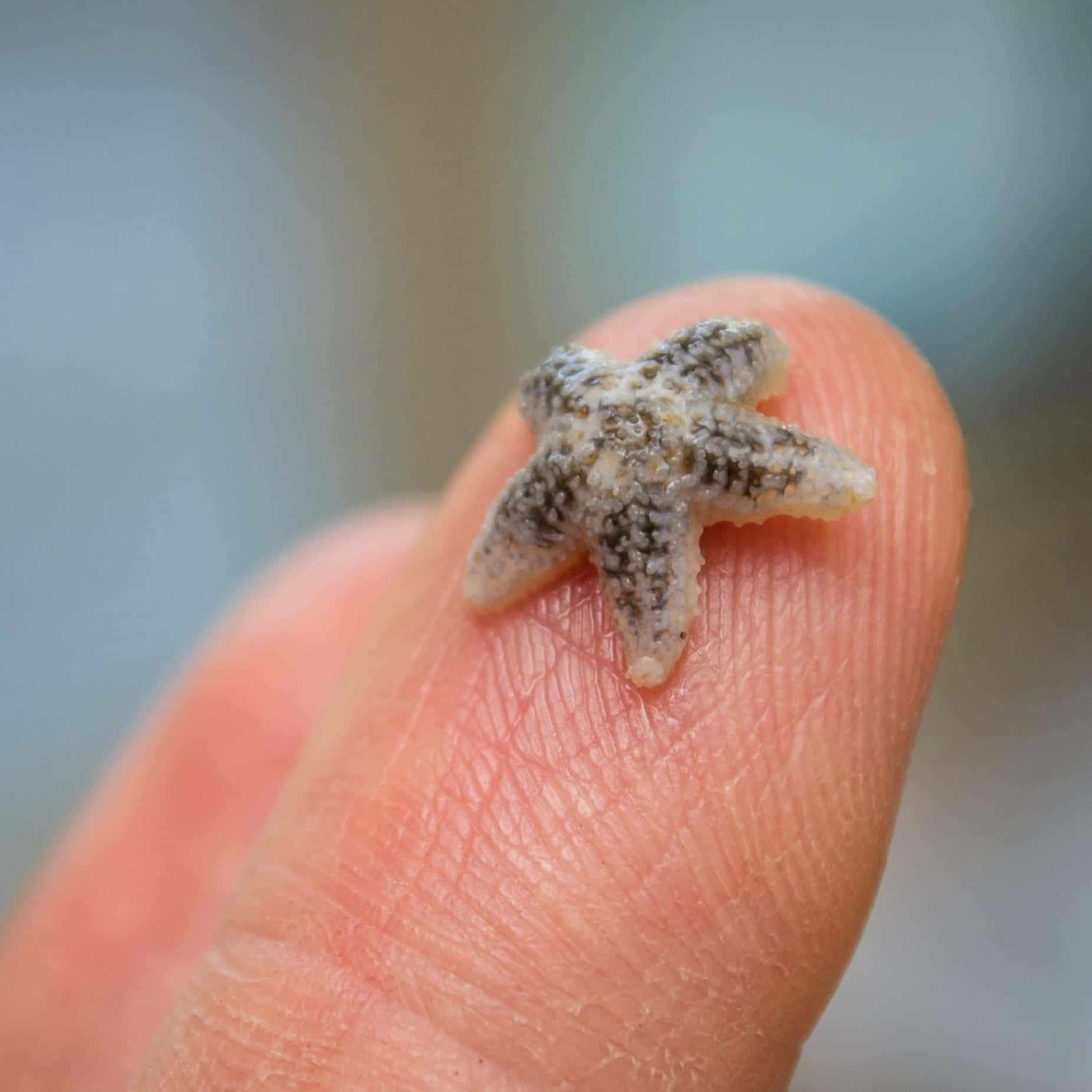 Tiny Starfishon Finger Wallpaper