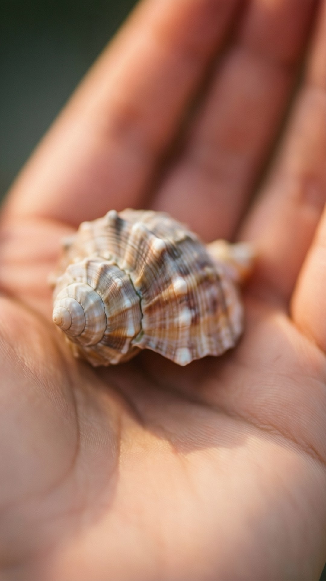 Piccolo Tesoro Sfondi