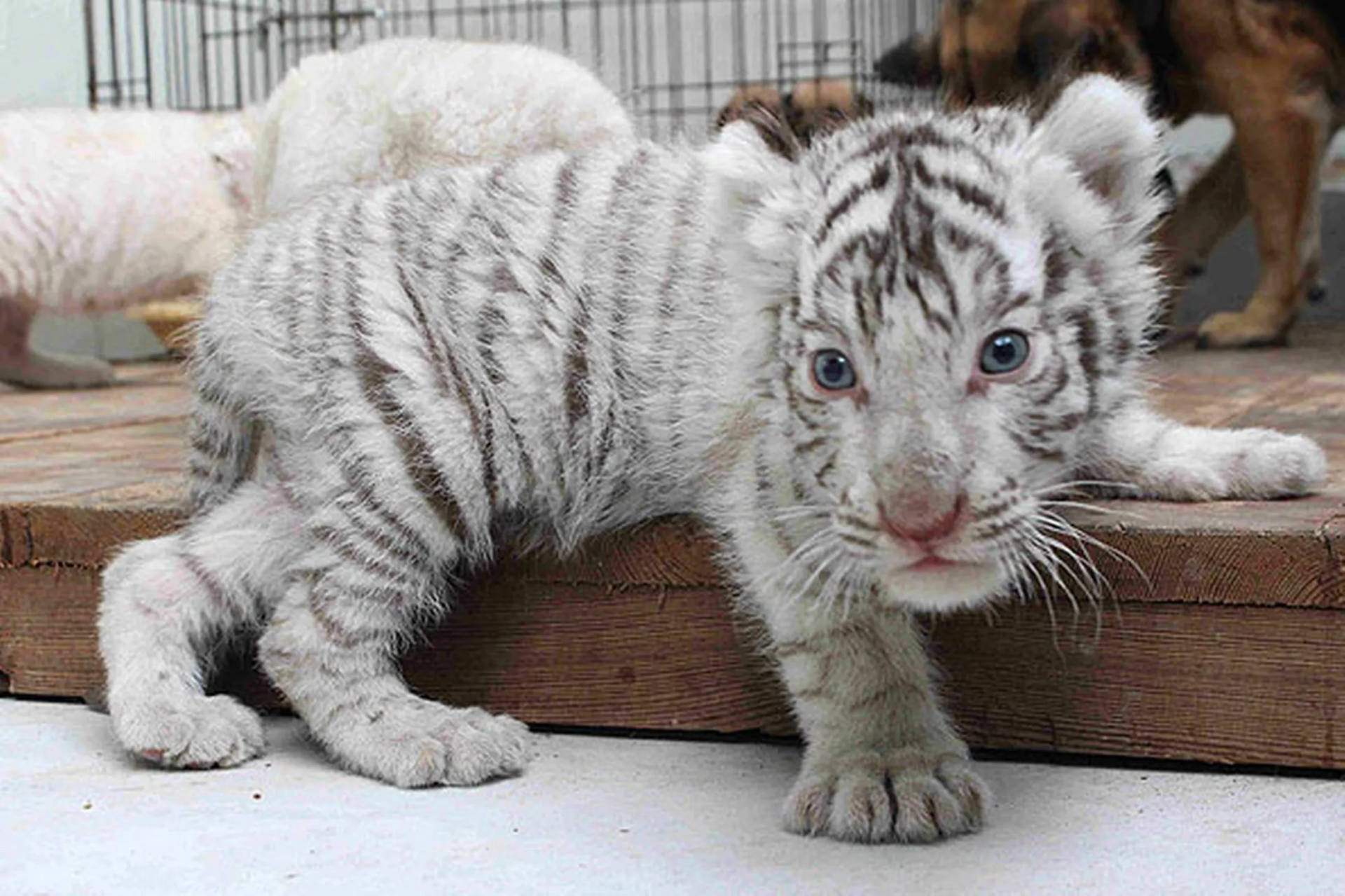 Tiny White Baby Tiger Wallpaper