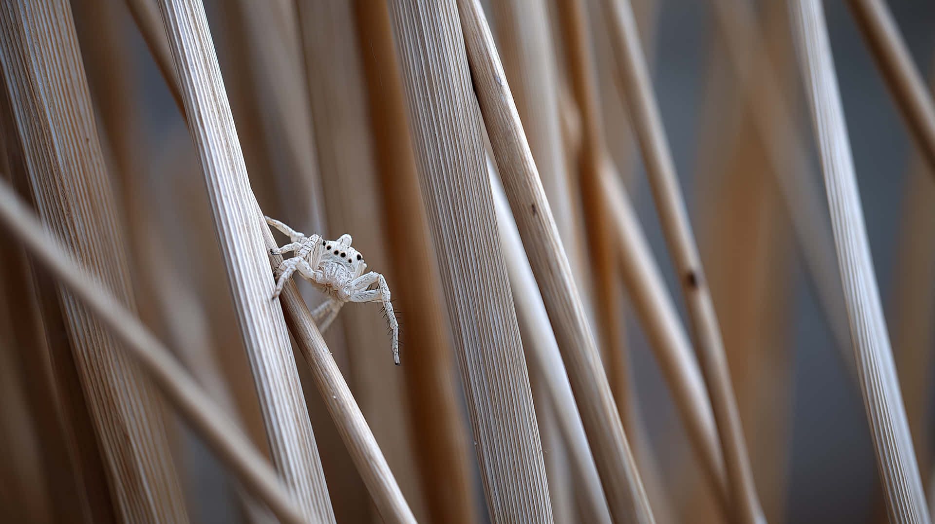 Tiny White Jumping Spider On Dry Grass Stems - Nature Closeup Wallpaper