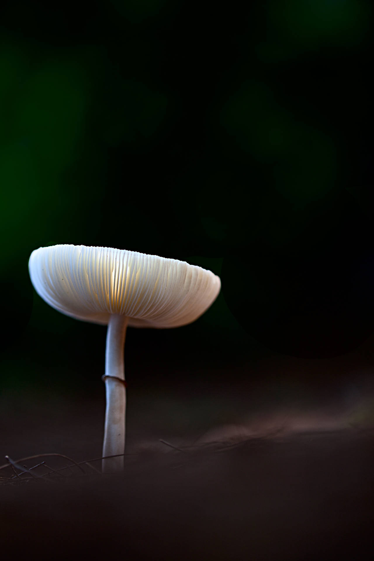 Tiny White Mushroom