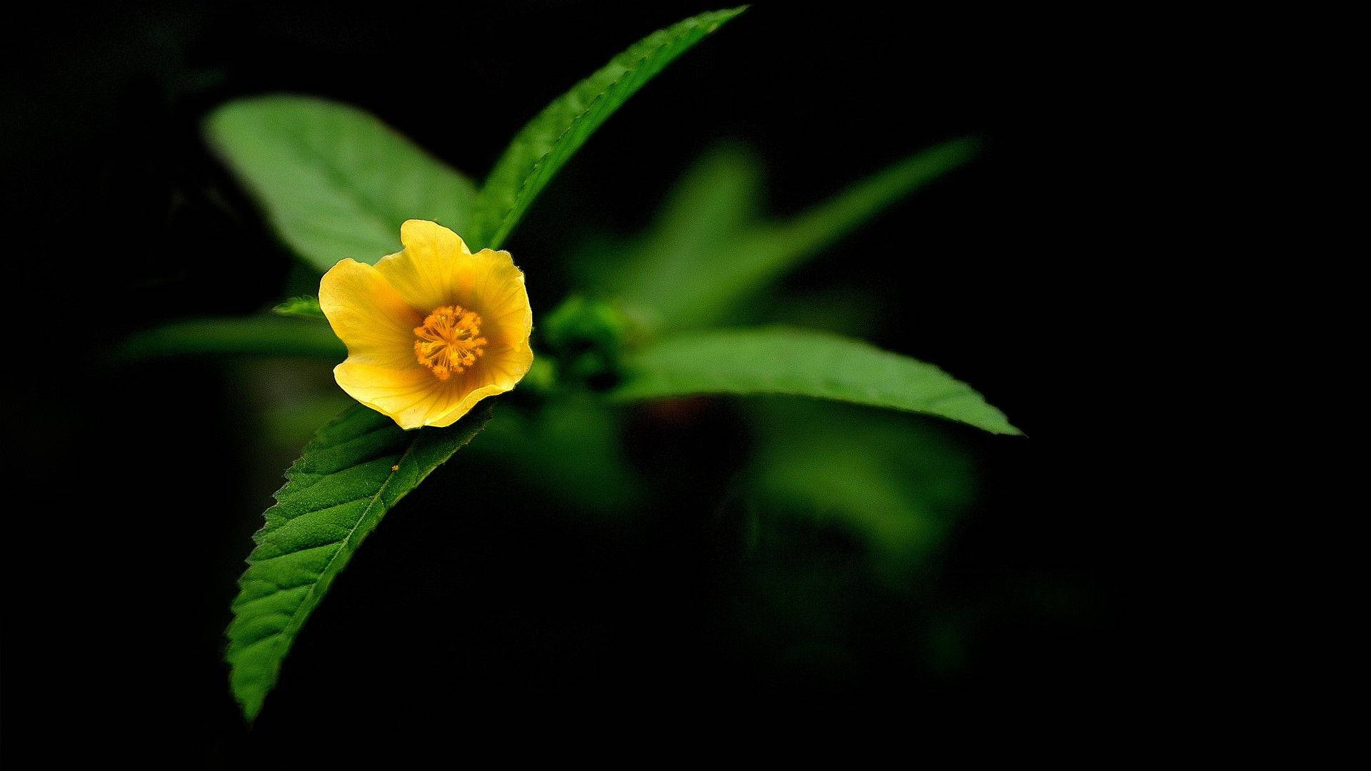 Tiny Yellow Against Dark Hd Flowers Background