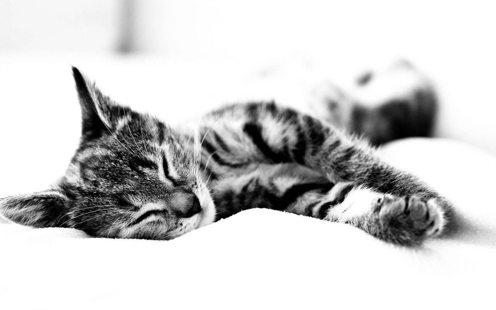 Tired And Sleepy Black And White Cat Background