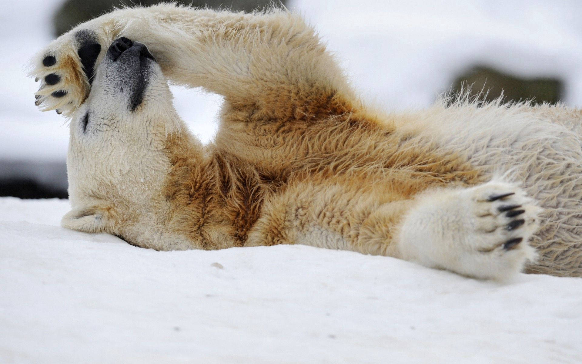 Tired Polar Bear Wallpaper