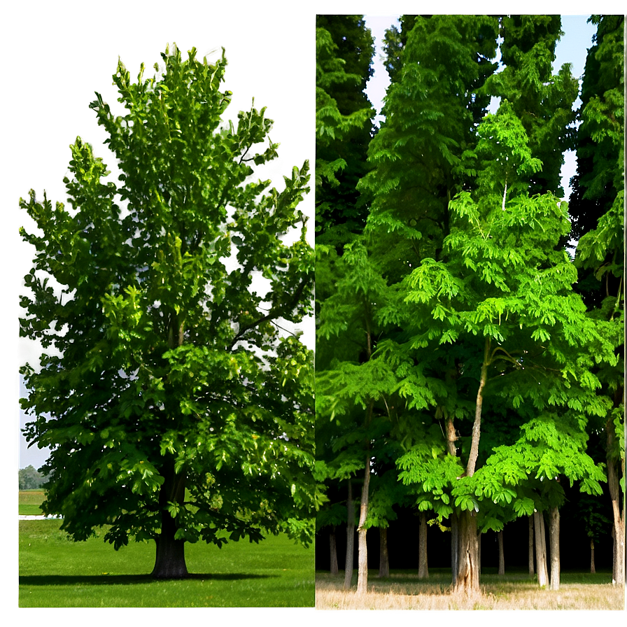 Titanic Poplar Tree Png Tng92 PNG