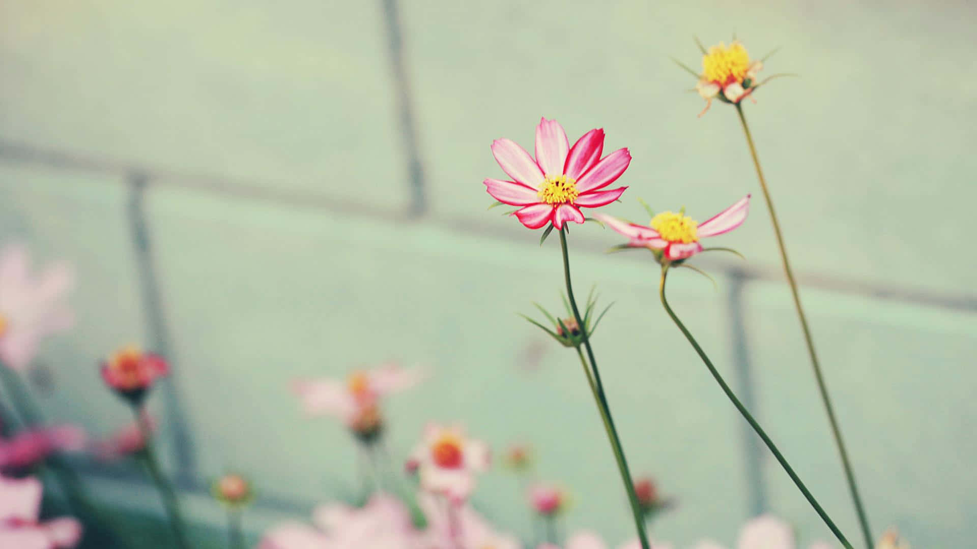 Titolobellissimi Fiori In Fiore Su Sfondo Floreale Di Tumblr