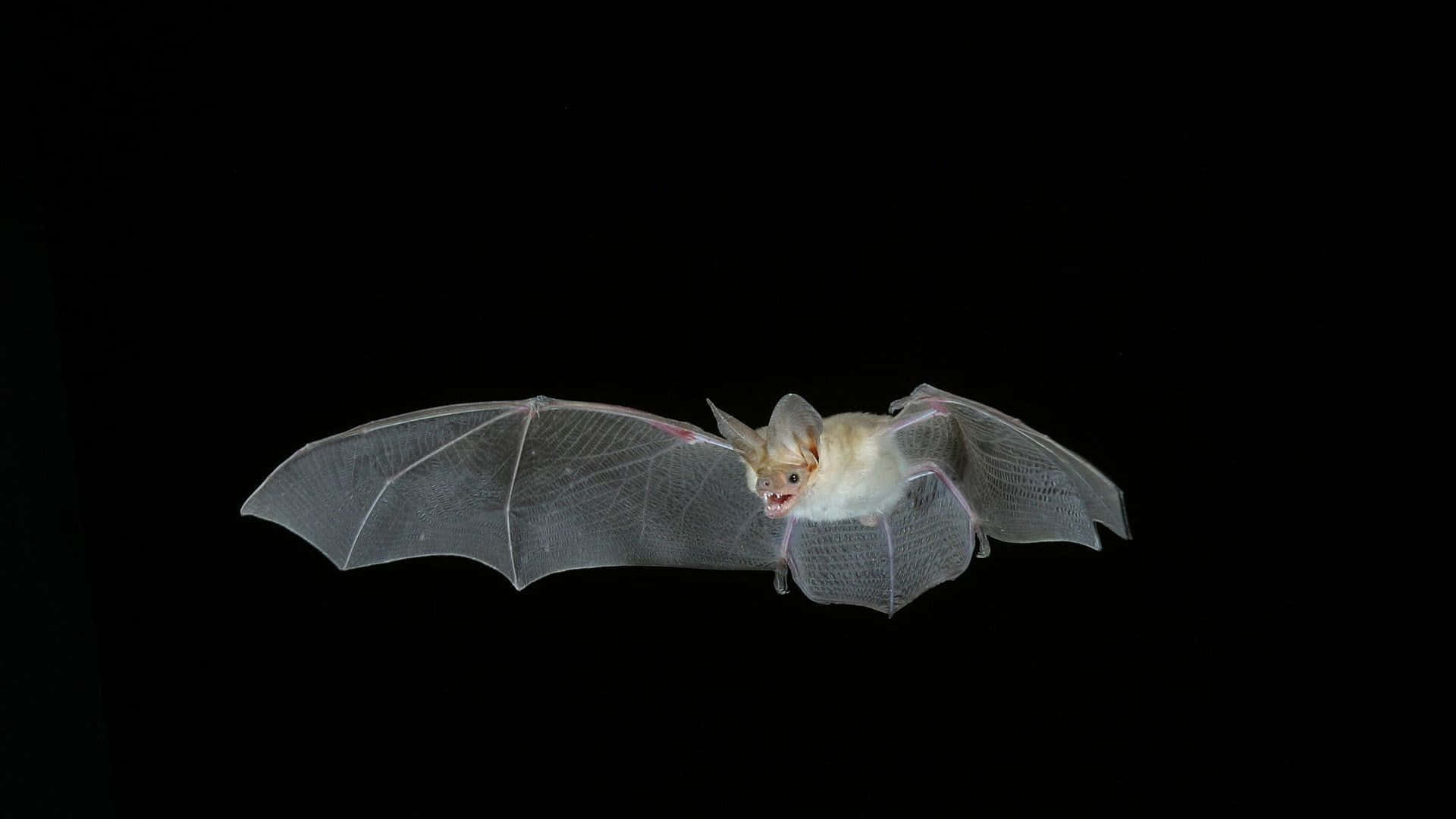 Titolomaestoso Pipistrello In Volo.