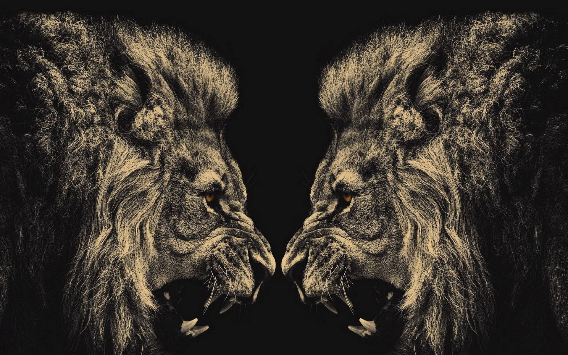 To Angry Lions Illustration Wallpaper