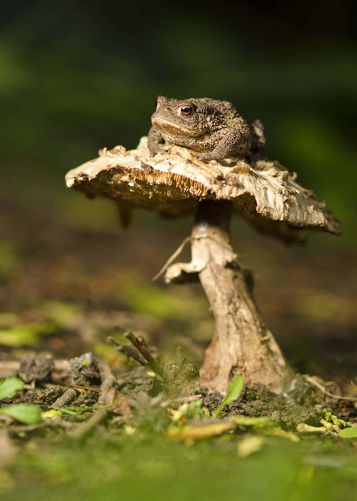 Resting Toad Picture