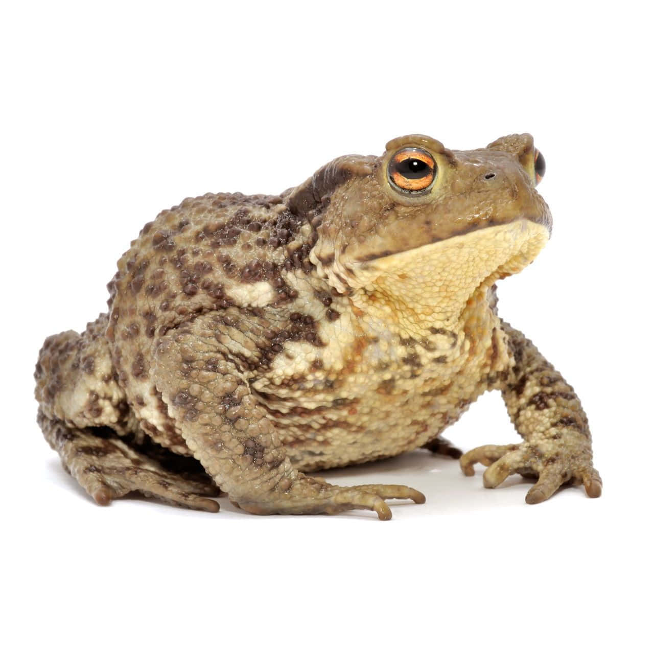 Short Legs Toad Picture