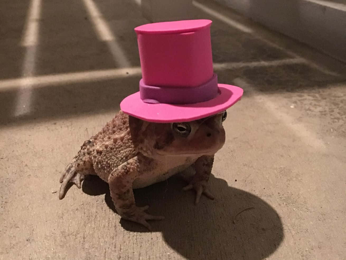 Pink Hat Toad Picture