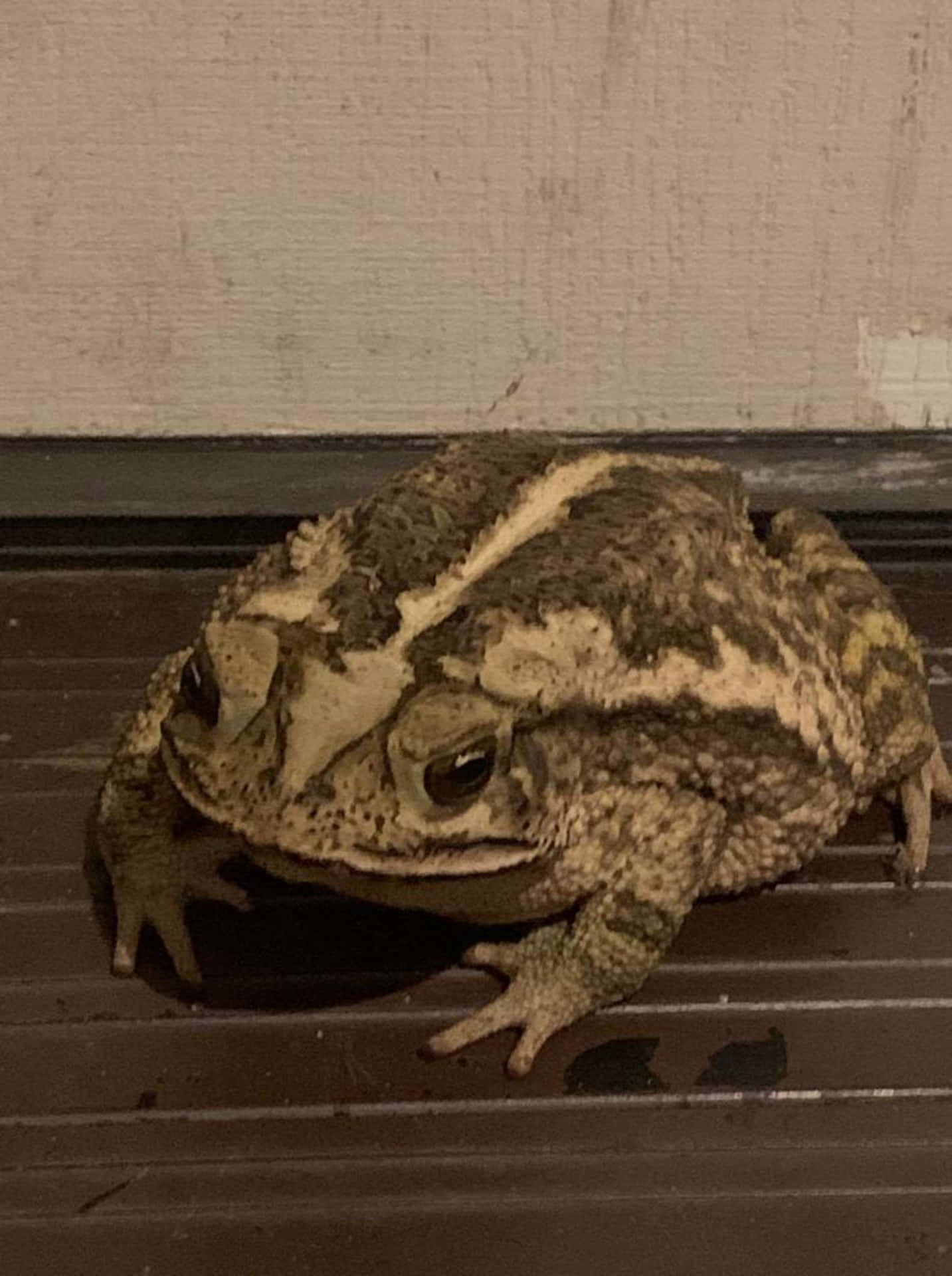 Dry Toad Picture