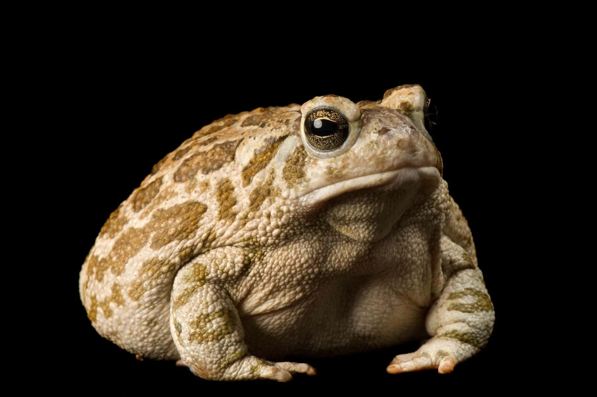 Unique Toad Picture