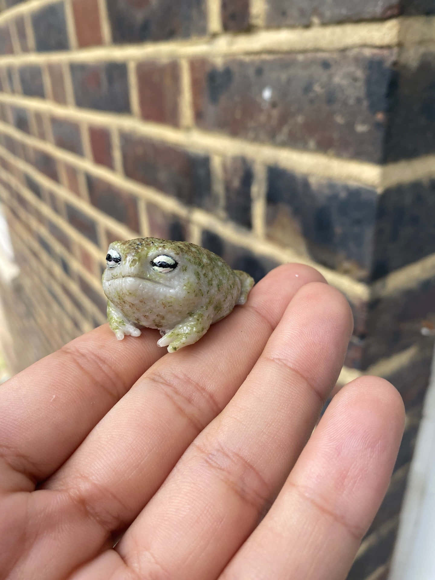 Tiny Toad Picture