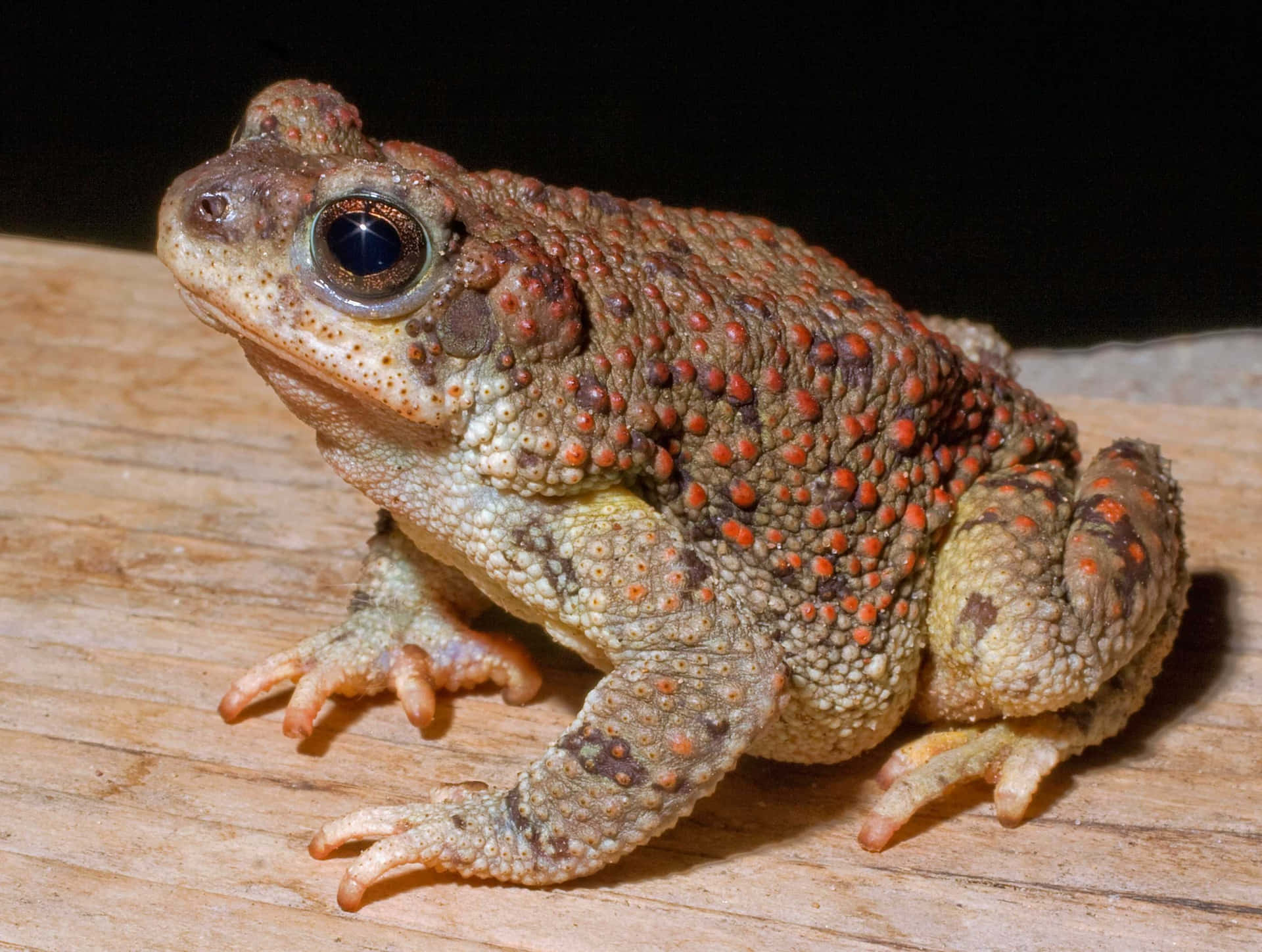 Leathery Skin Toad Picture