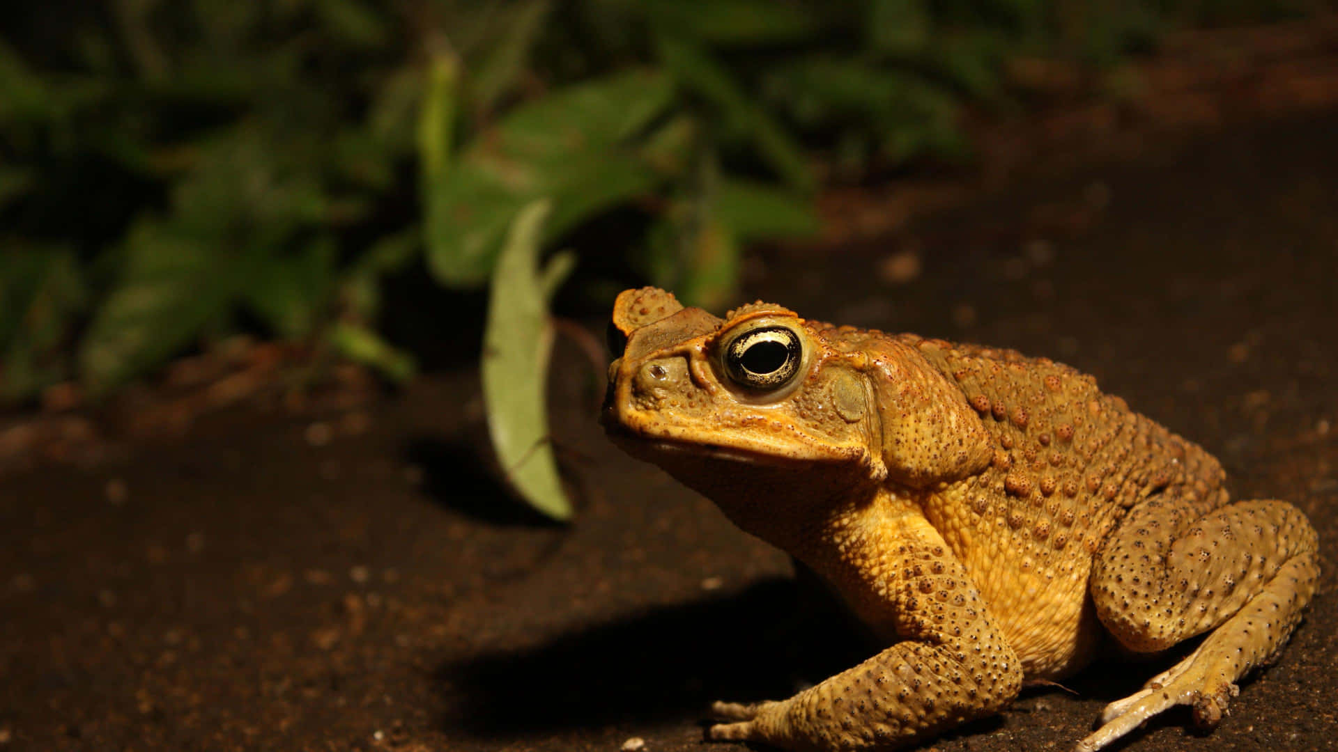 Toad Night Picture