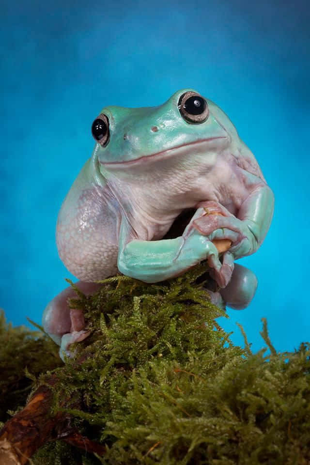 Toad Portrait Picture