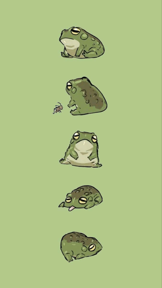 Cute Toad Picture