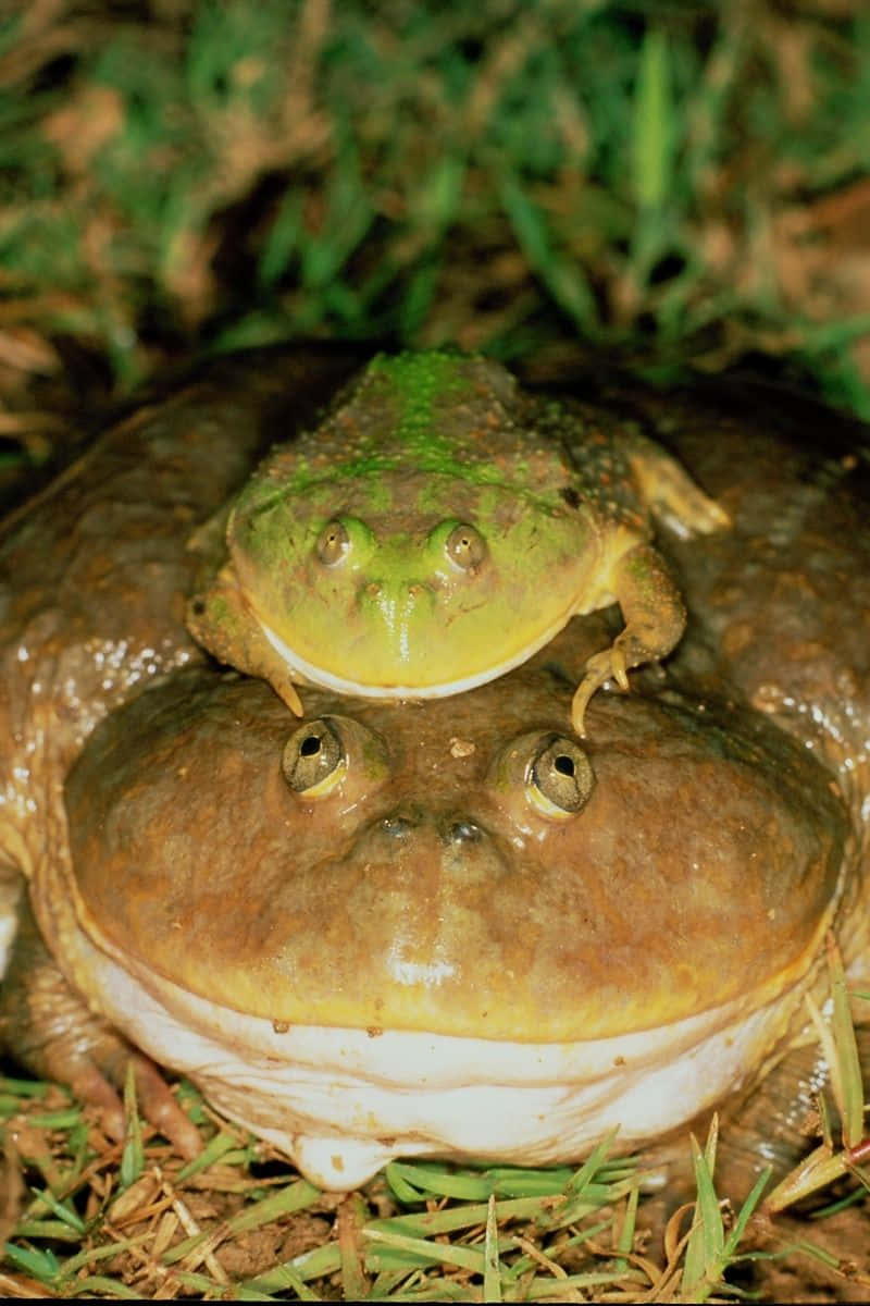 Native Toad Picture