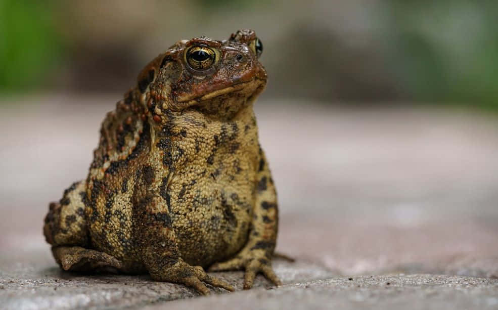 Mother Toad Picture