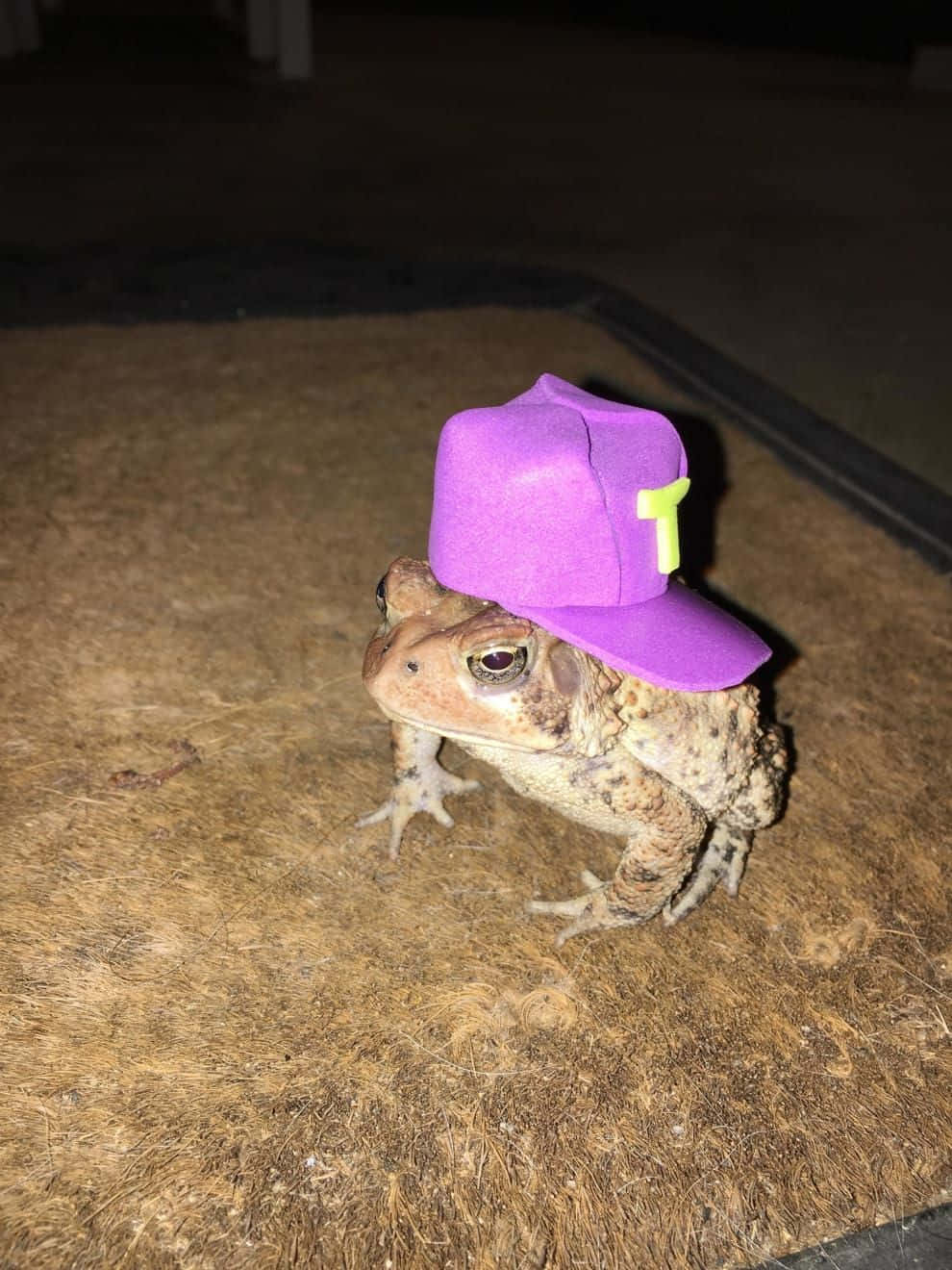 Appealing Toad Picture