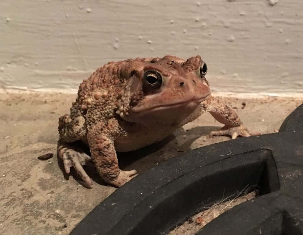 Amphibian Toad Picture