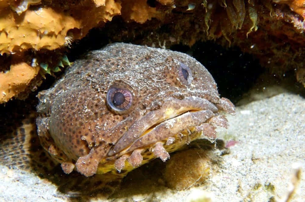 Toadfish Camouflaged Underwater Wallpaper