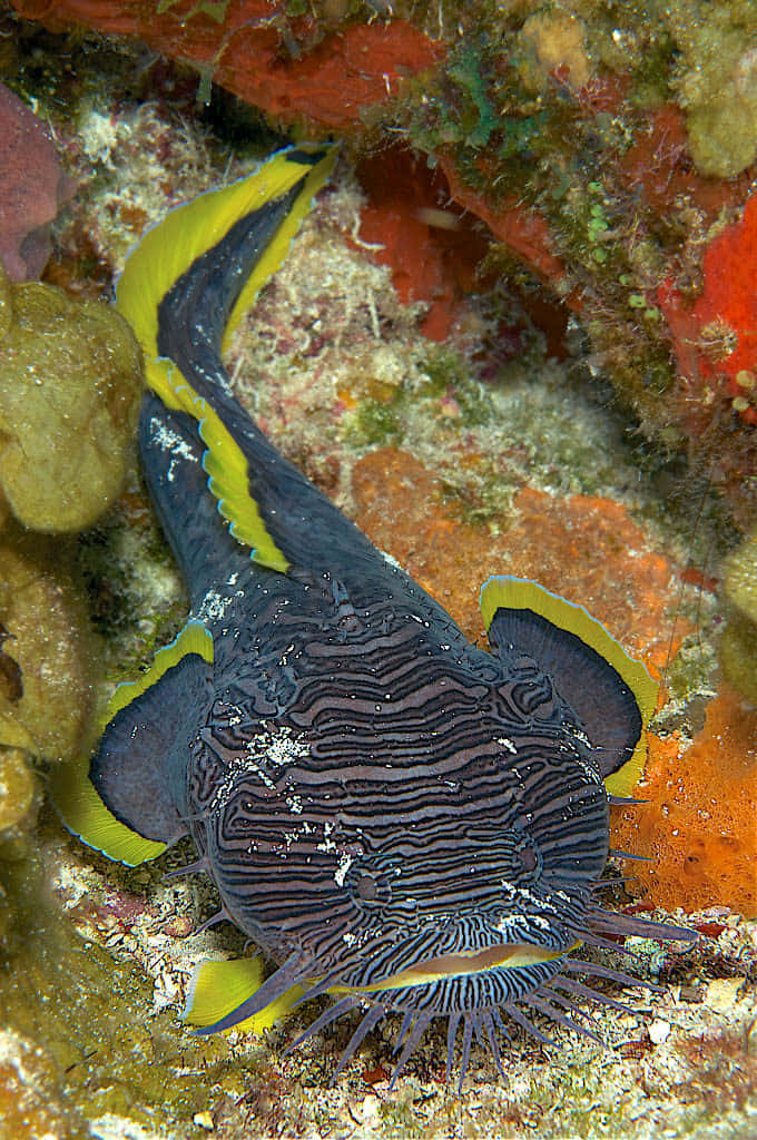 Toadfish Camouflaged Underwater Wallpaper
